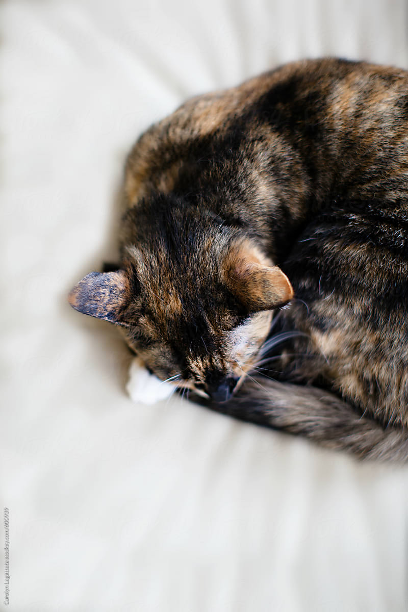 Calico cat curled up on a cushion - shot from above