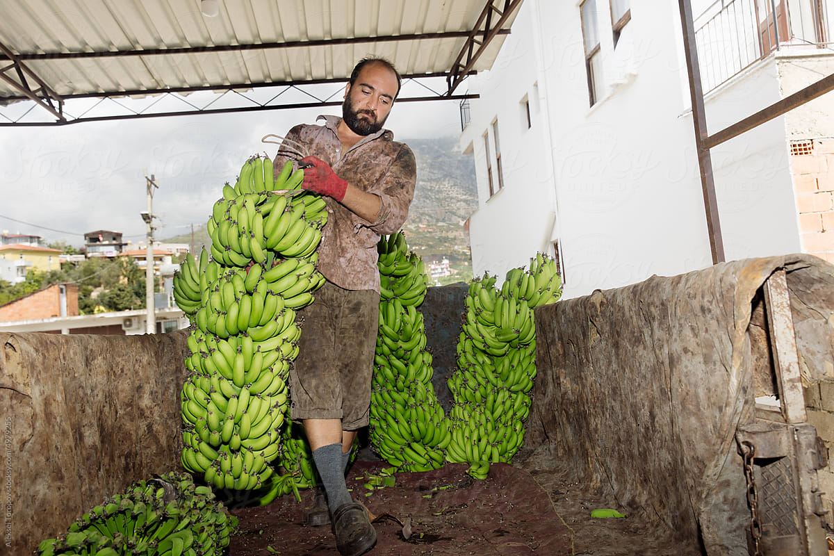A man works in a banana factory