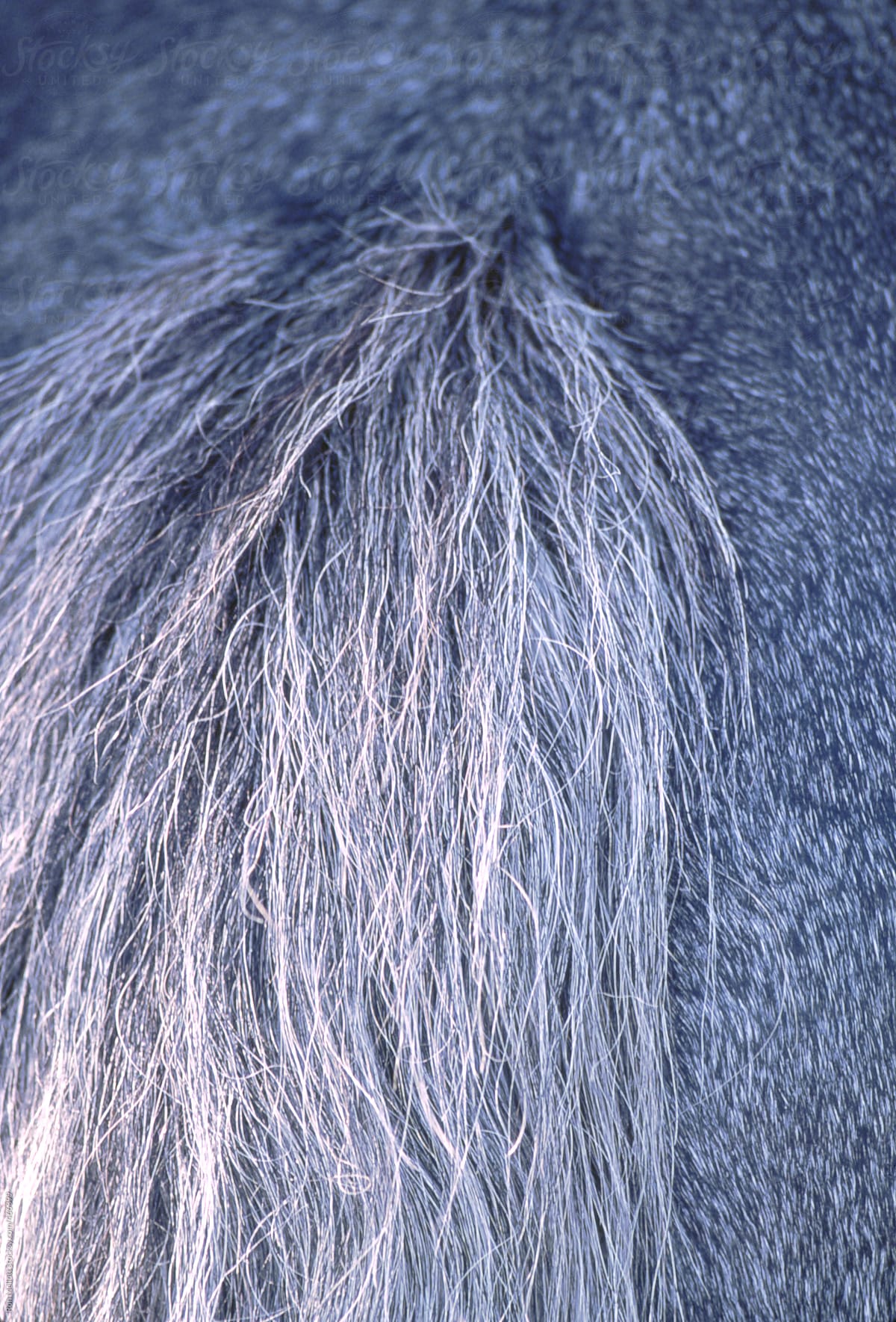 closeup telephoto of a horse tail in shadow