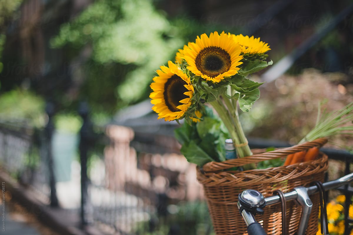Sunflowers in a bike basket