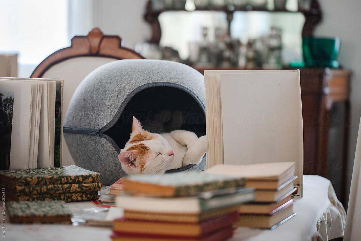 Kitten sleeping in round cat bed