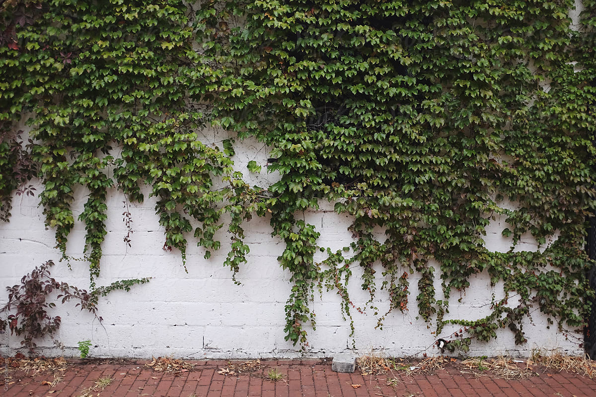 Green ivy growing on a white brick wall in a city alleyway