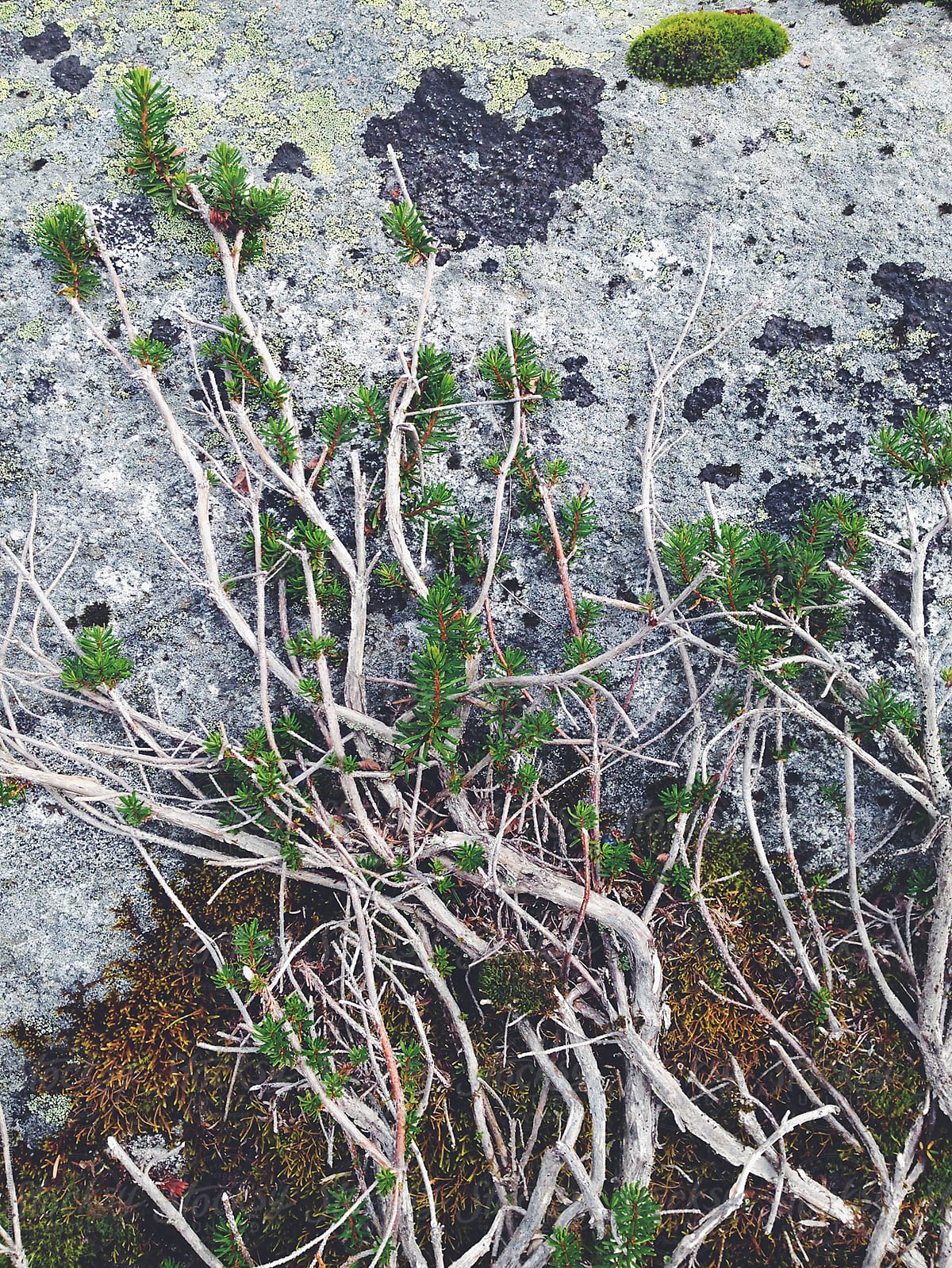 Small evergreen shrub and lichen covered rock, North Cascades, WA, USA