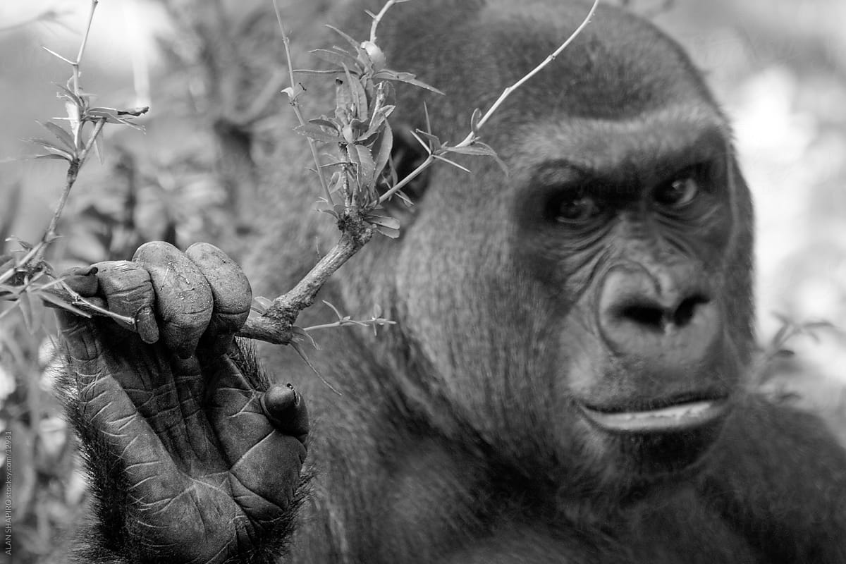 Lowland Gorilla trying to be intimidating