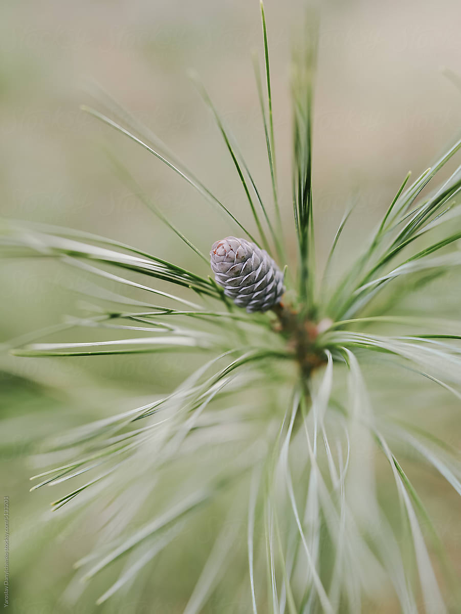Pinecone among green needles of pine tree.