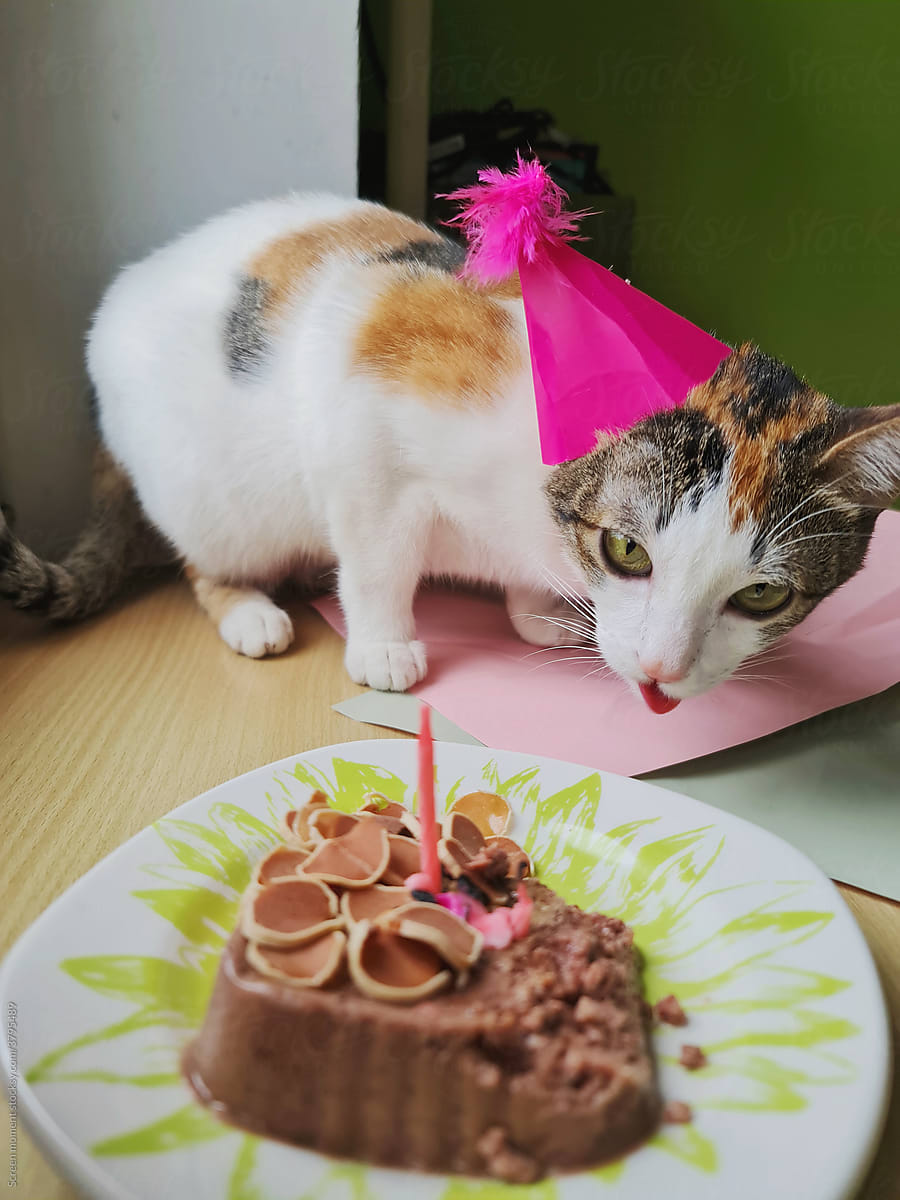 Cat in  birthday hat eating birthday  cake       on a pink background