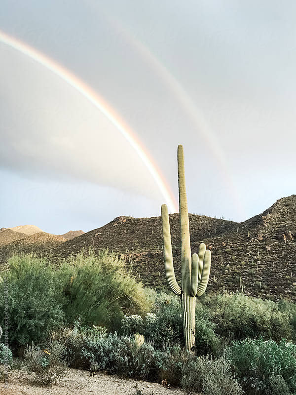 Rainbow over cactus in desert