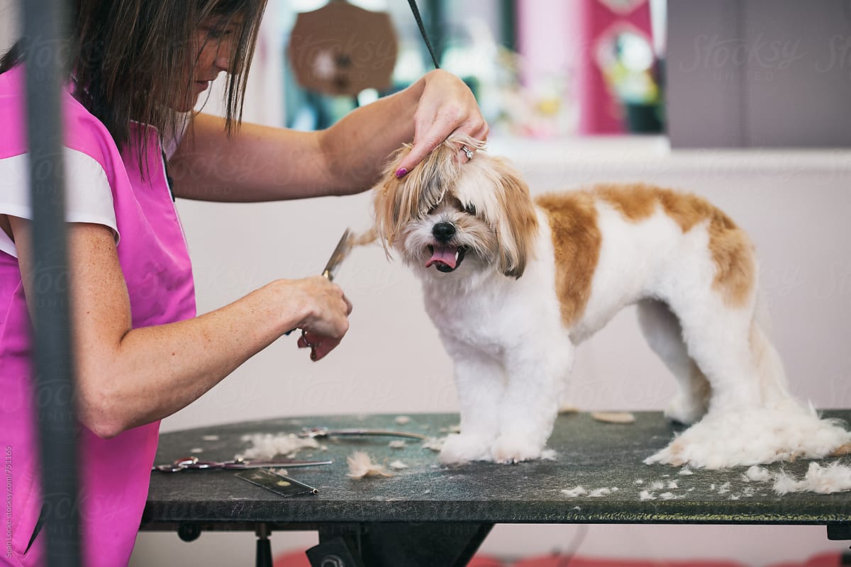 Groomer: Hair Lies About Table As Peekapoo Gets Trimmed