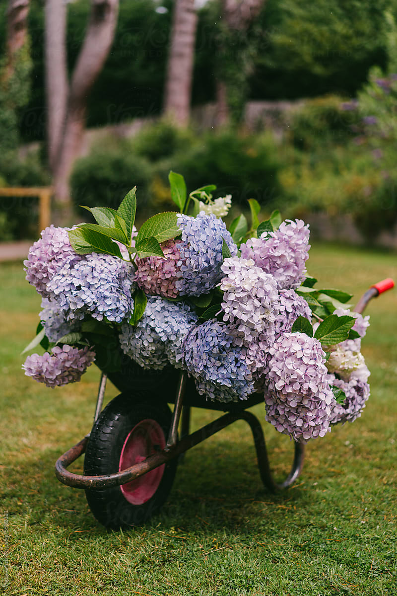 Fresh flowers in a garden cart