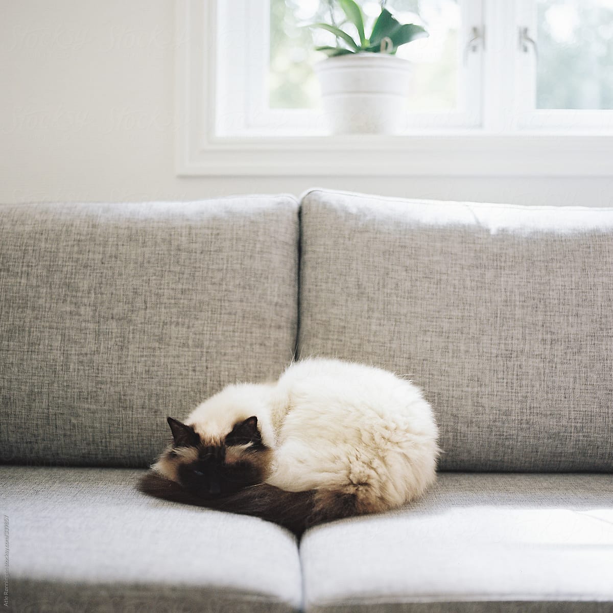 A cute and fluffy birma cat sleeping on a warm sunny spot on the sofa
