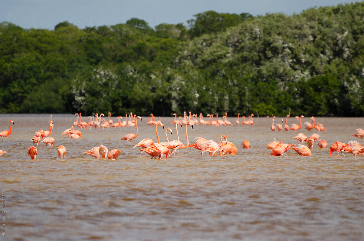 Pink flamingos in lagoon