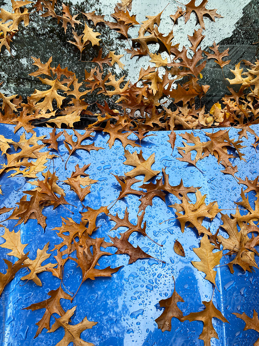 autumn leaves on car