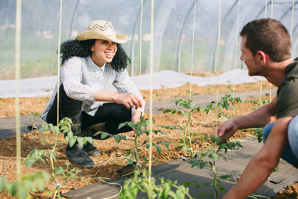Smiling couple gardening organic vegetables in a greenhouse.