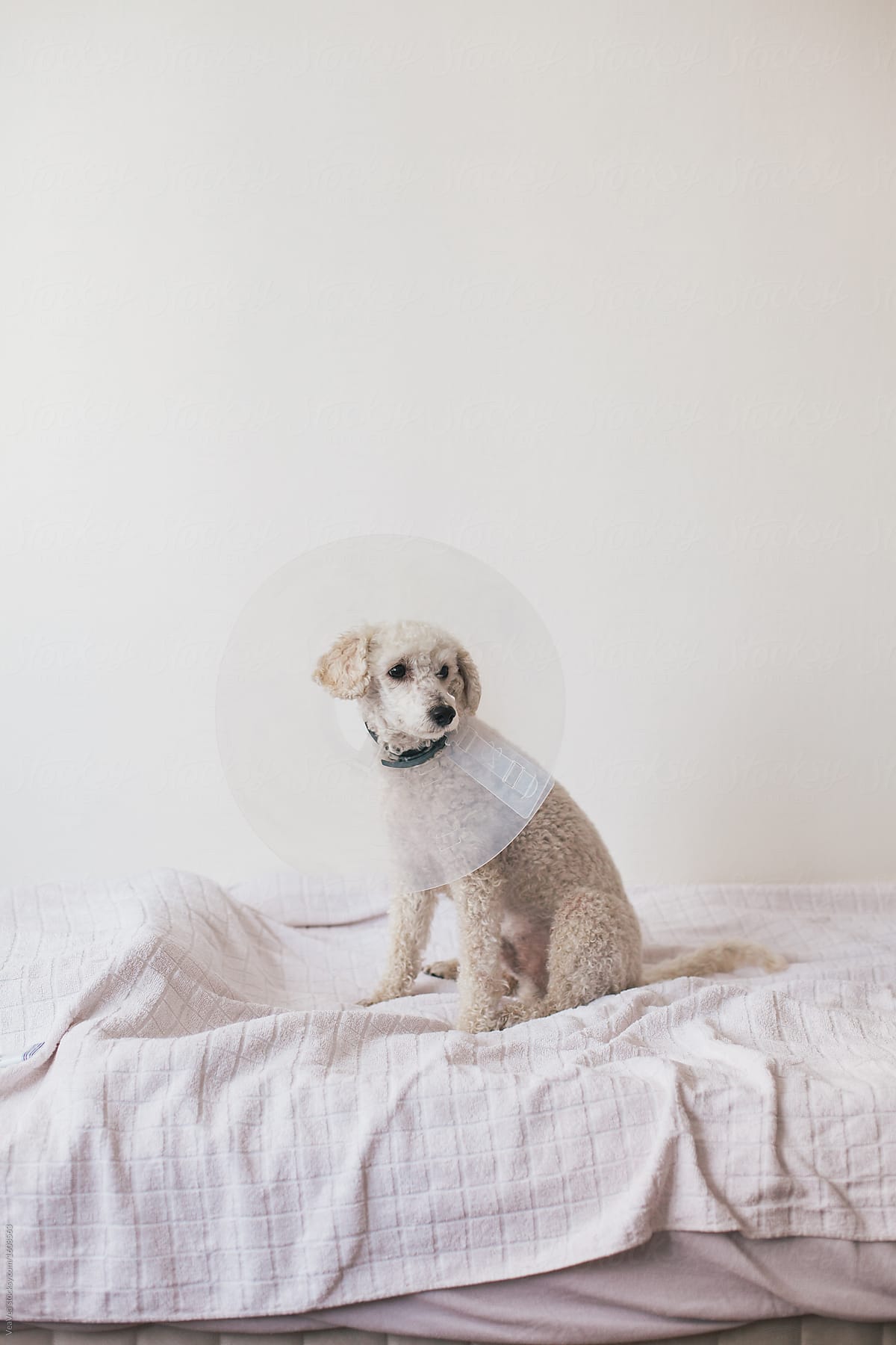 White poodle wearing dog cone sitting on a bed