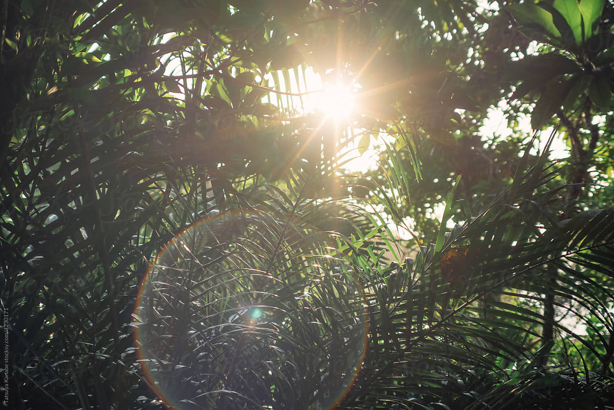 Sun shining through palm tree leaves
