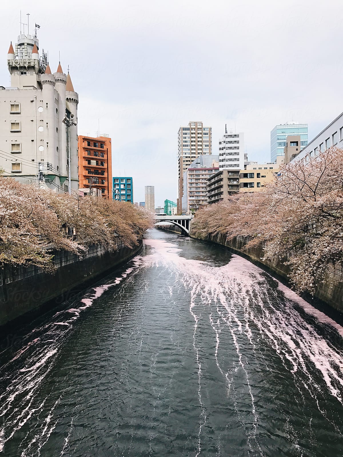 cherry blossoms floating down river panoramic view of japanese buildings in downtown city tokyo urban sprawl for miles