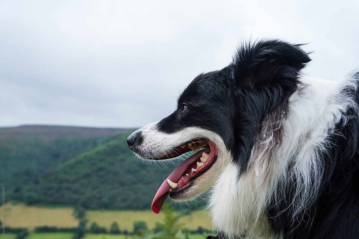 A Border Collie dog, looking out on the countryside in summer
