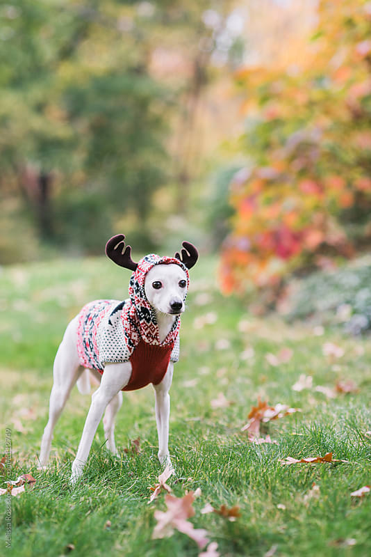 Little white dog wearing a reindeer printed Nordic sweater.