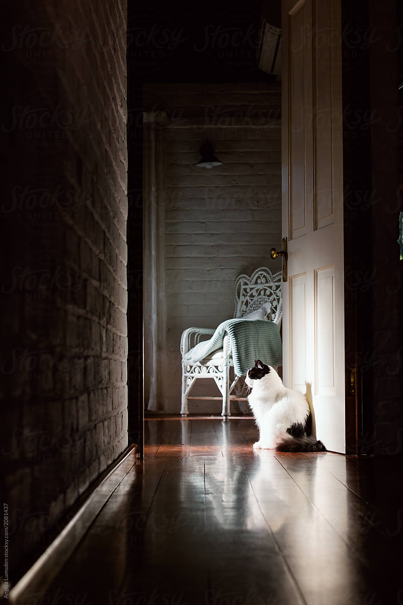 Light from a room illuminates a cat sitting in an open doorway
