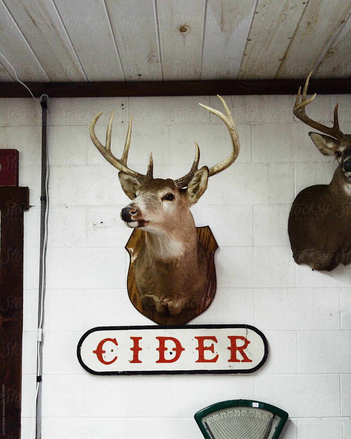 Mounted deer head on wall at a cider press by Justin Mullet for Stocksy Uni...