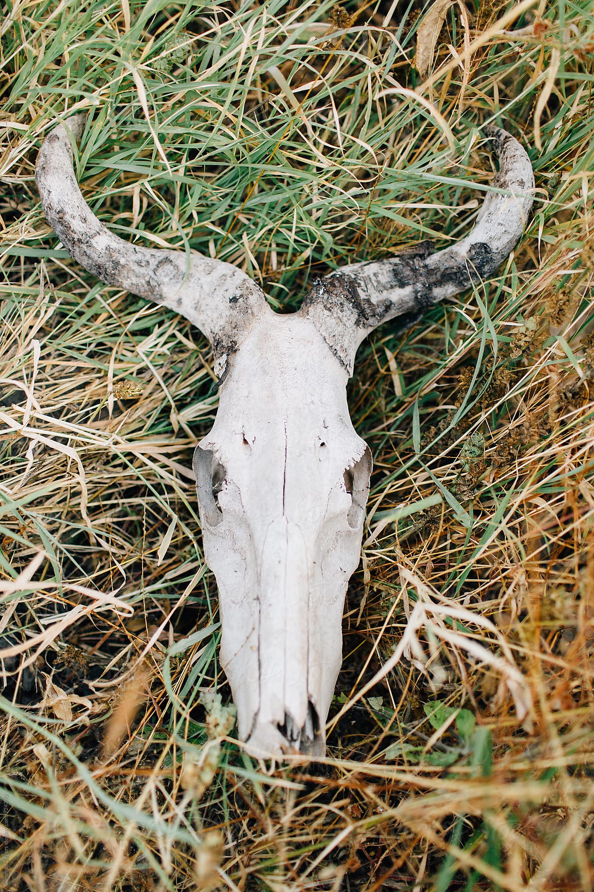 animal skull in grass