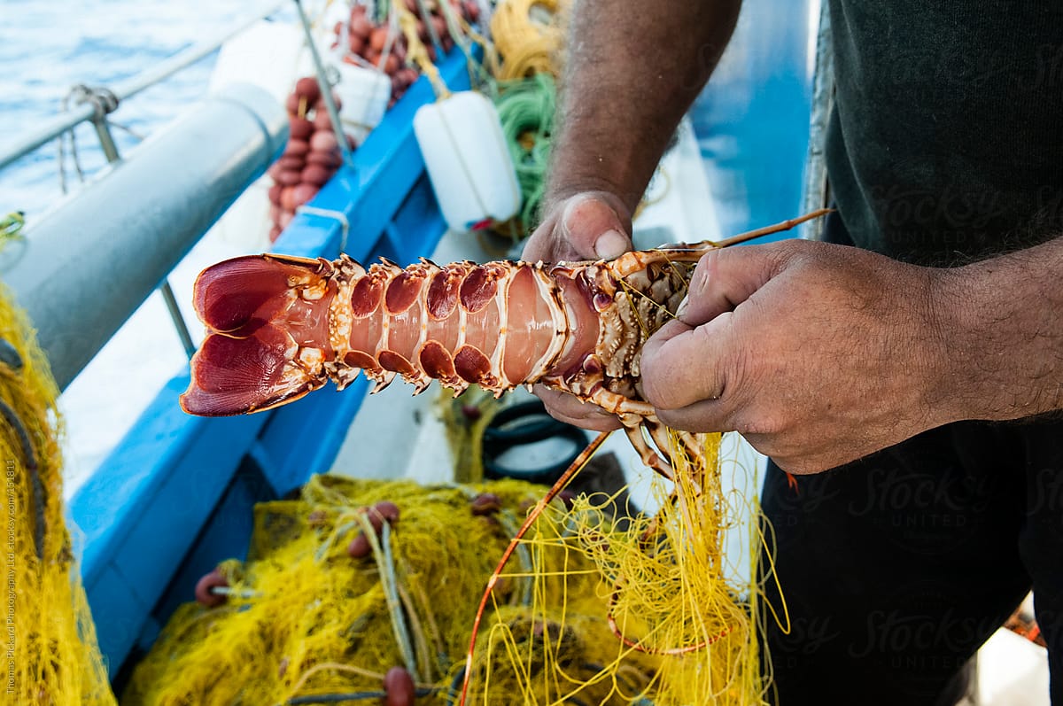 Commercial fisherman untangling a lobster, Fourni Islands, Greec