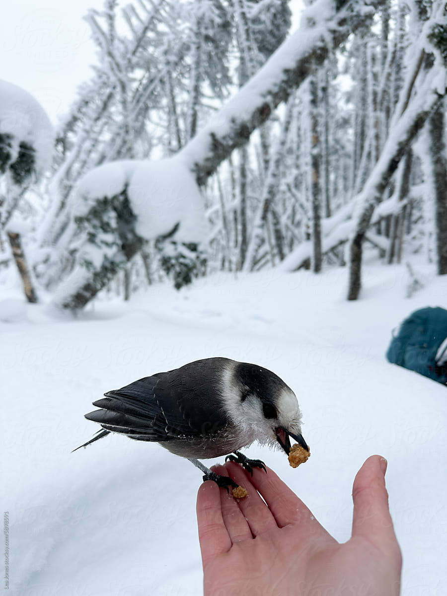 UGC of hiker feeding bird  in frozen landscape in White Mountains NH