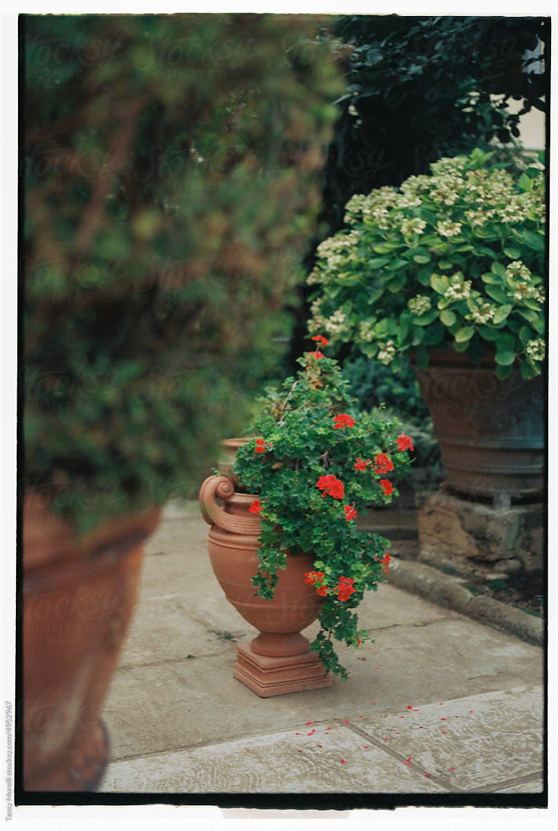 Typical terracotta amphora in Italian garden with geranium blossom