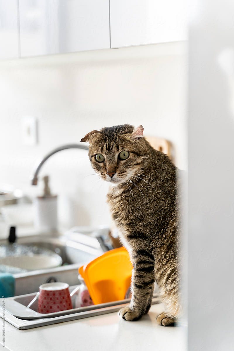 Cute cat on top of counter in kitchen