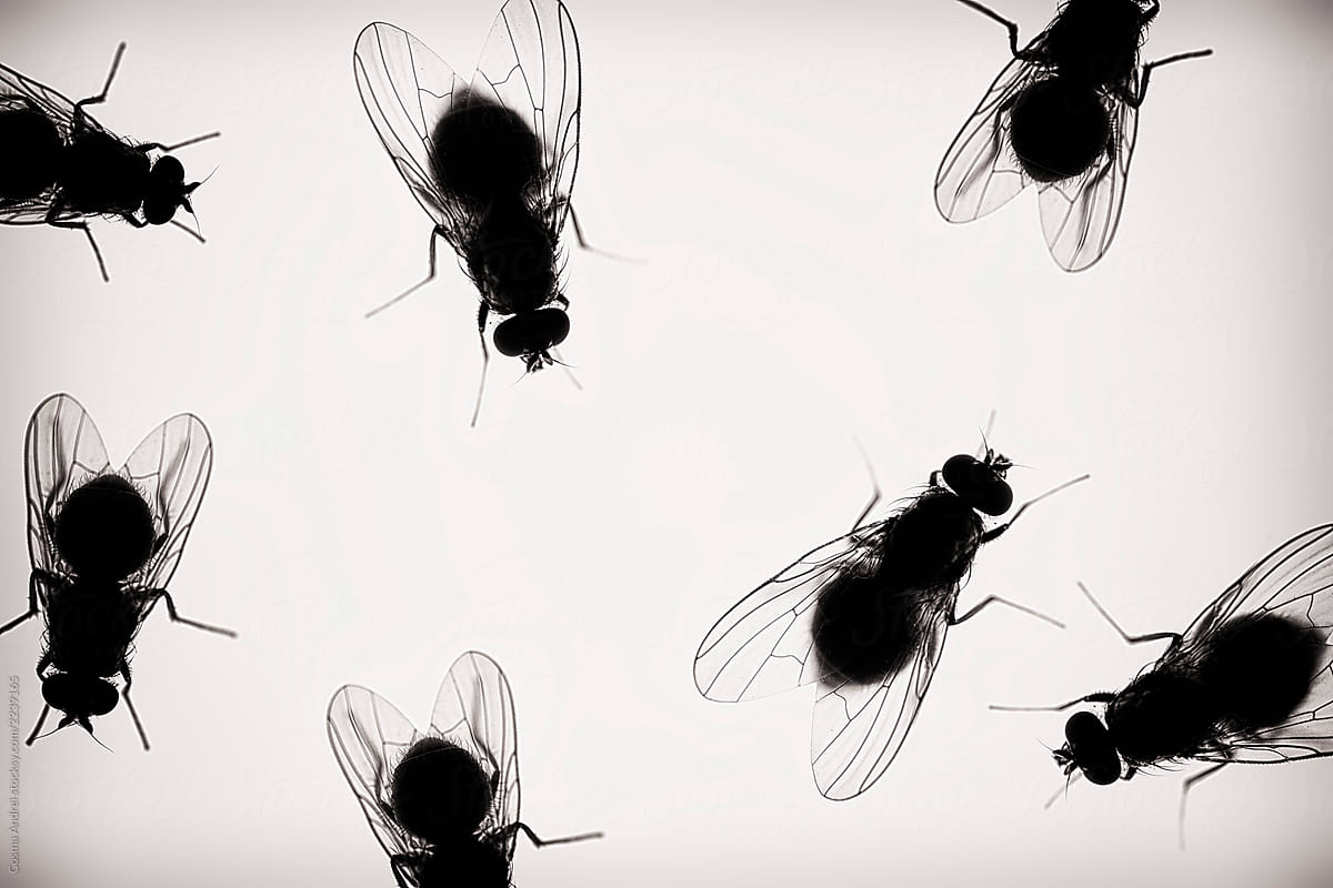 Flies on white background