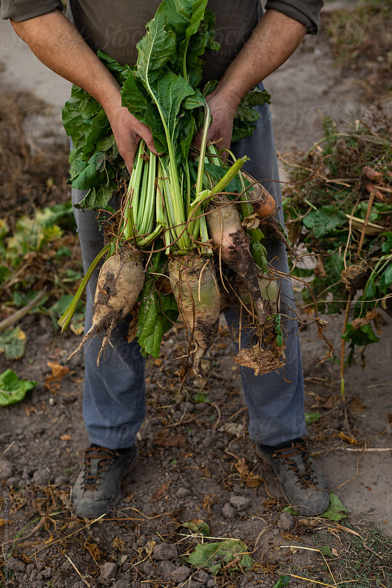 farmer demonstrates a lot of beet in his hands