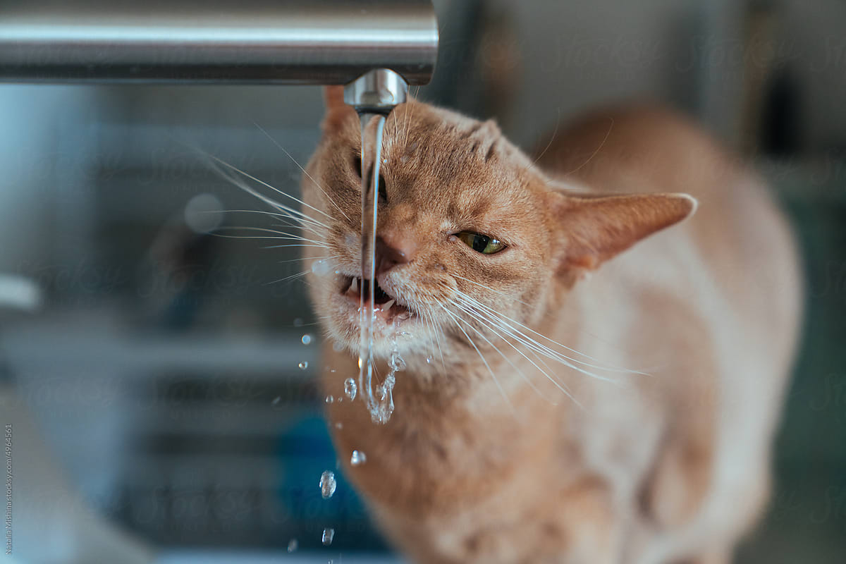 Abyssinian cats drink tap water in the kitchen.