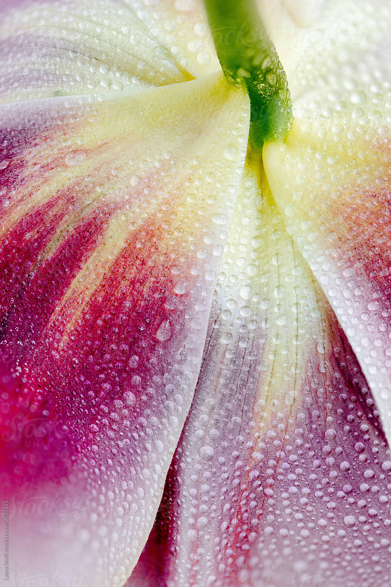 Tulip petals covered by water droplets