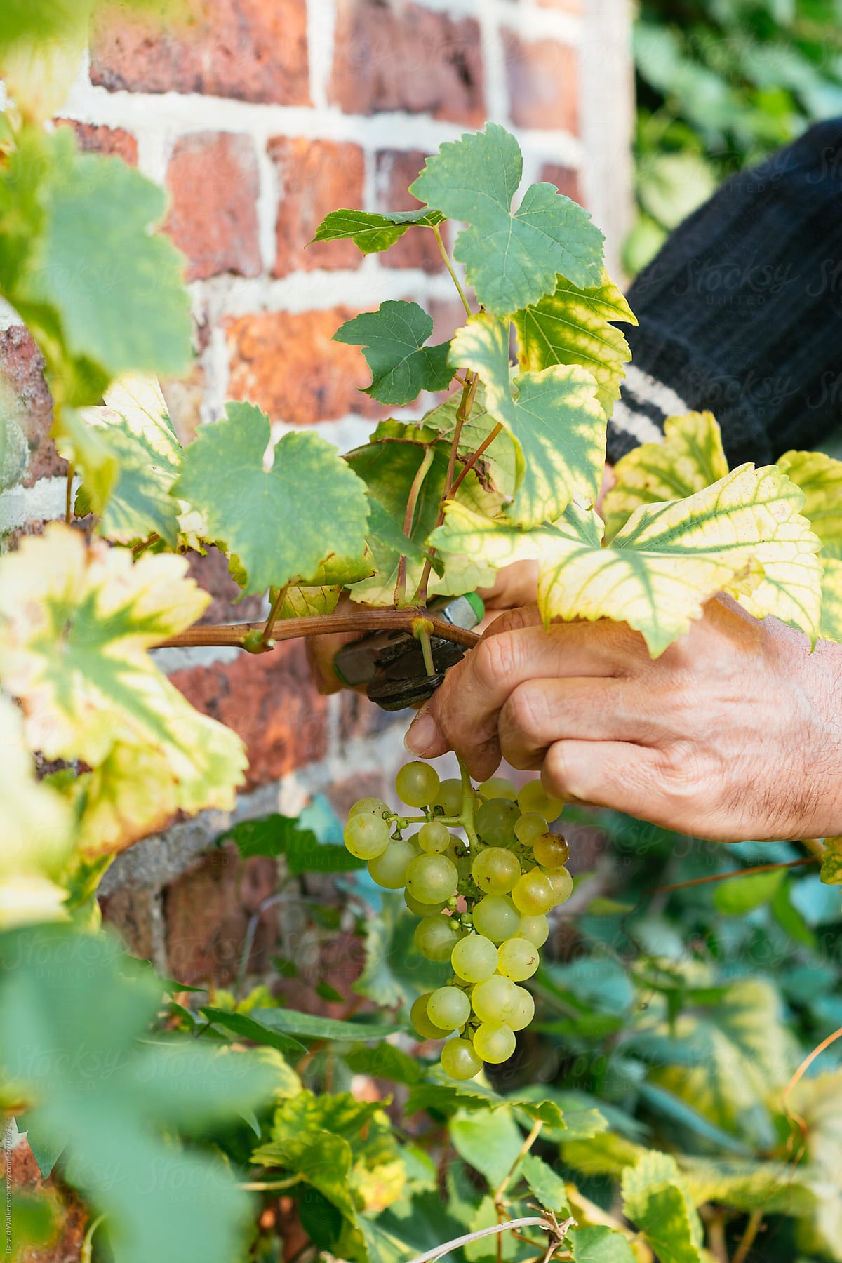 Harvesting grapes