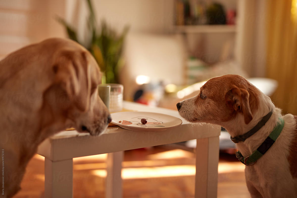 Two dogs looking at plate