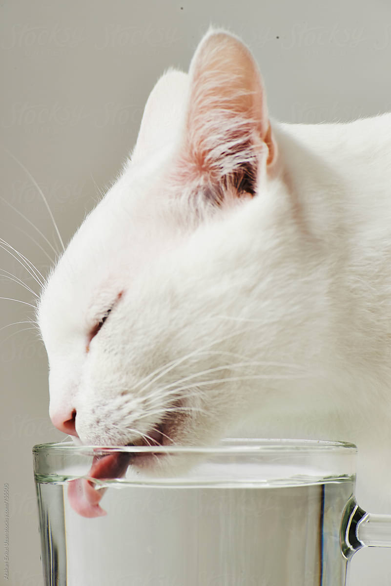 white cat eating and drinking