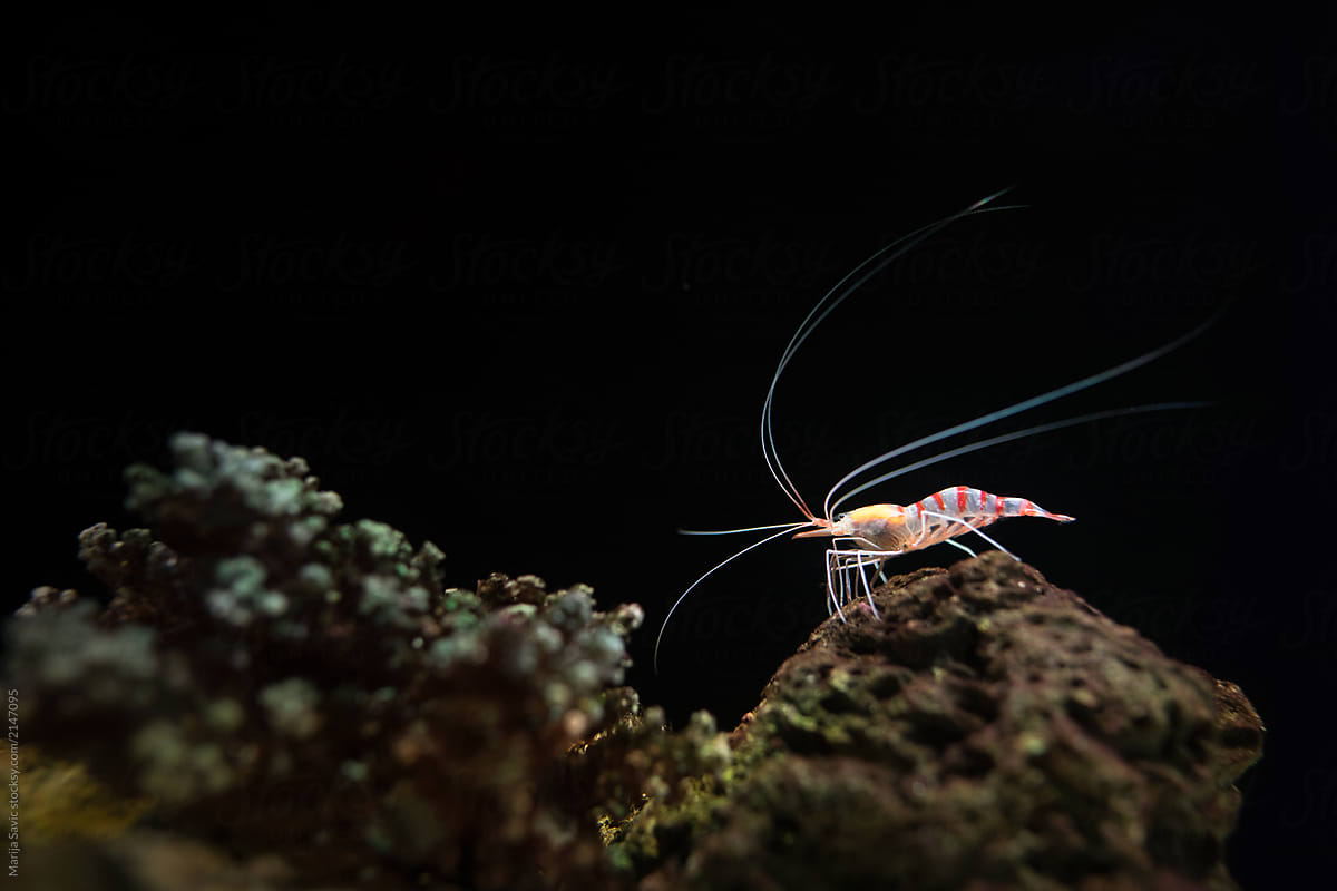 Marine Creature - Little Shrimp