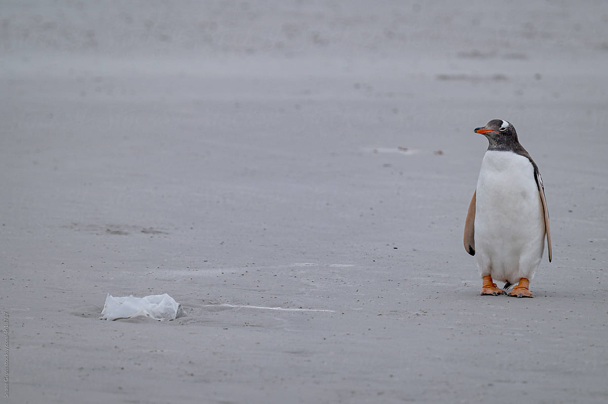 Beach Plastic...oh! and a penguin...