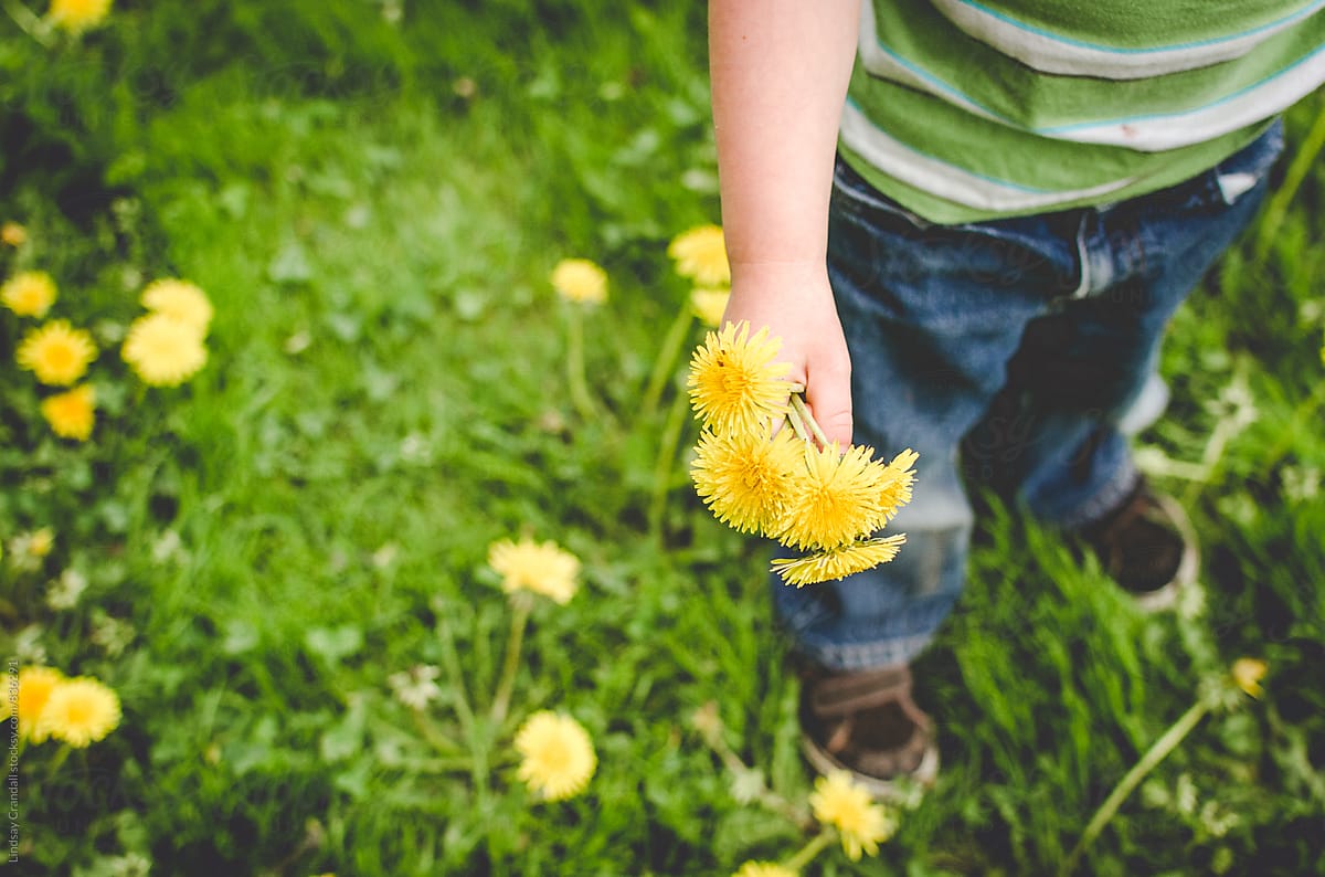 Child holding dandelions outdoors