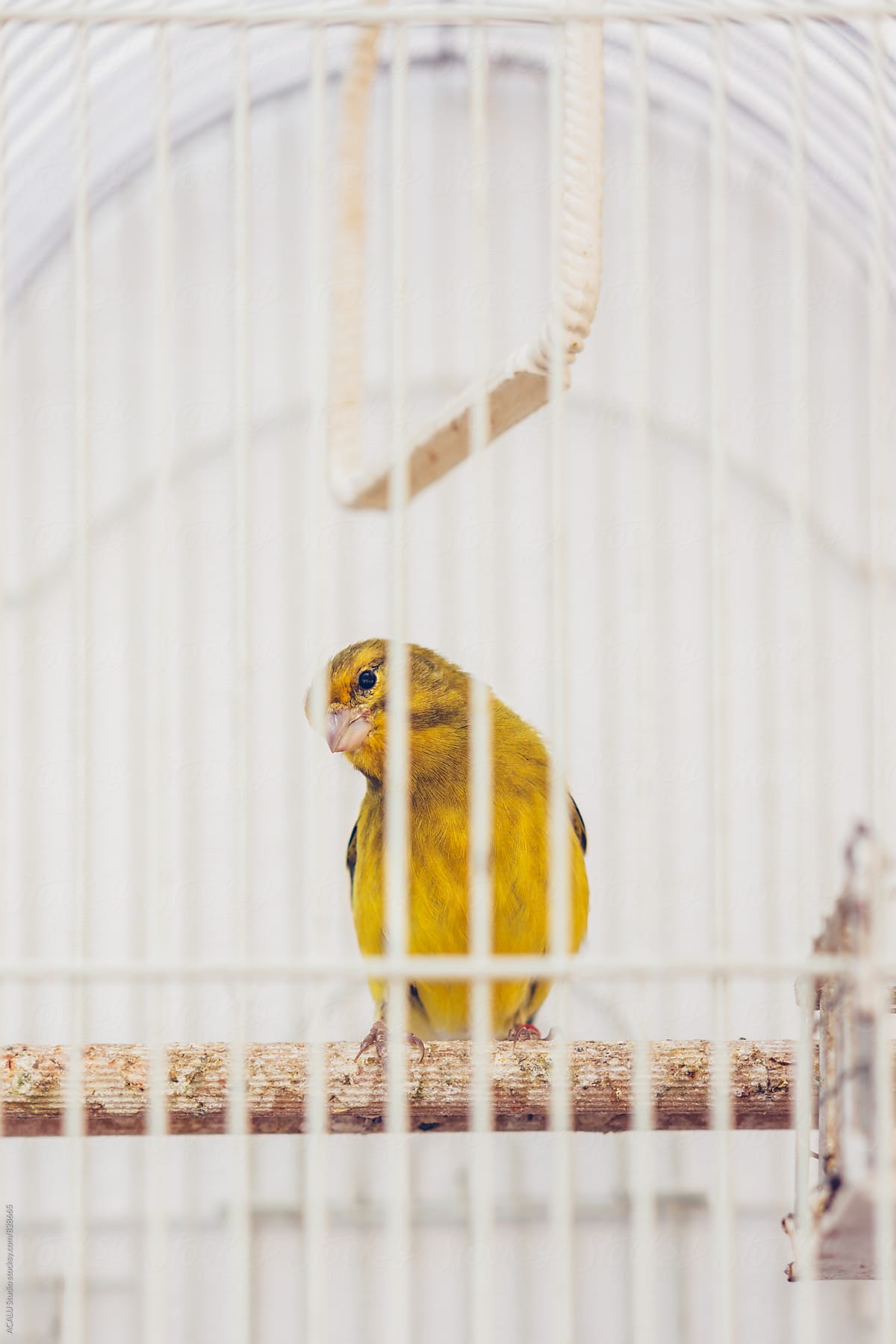 Little yellow bird in a cage