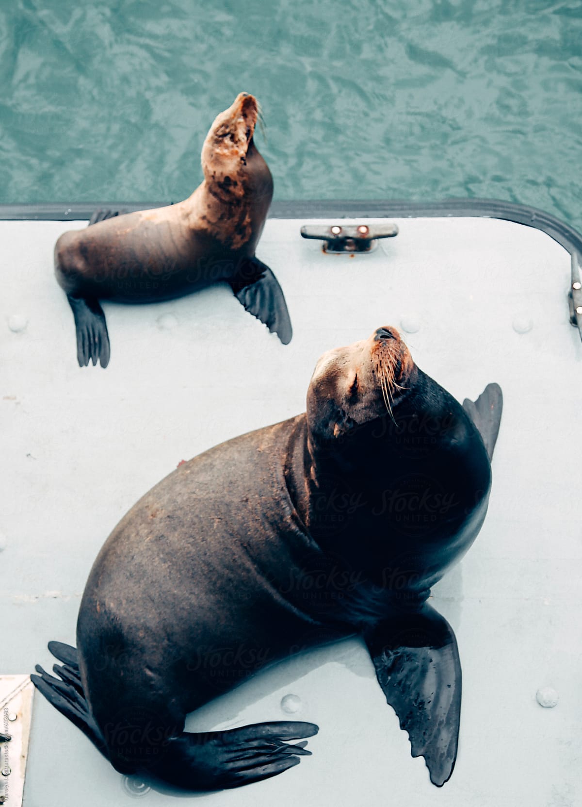 Baby and adult sea lion in the same pose - sitting on the dock by the water