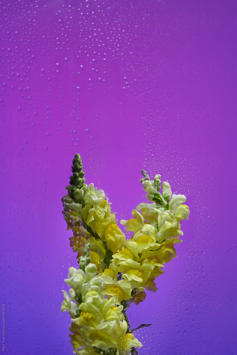 Beautiful snapdragon yellow flowers over violet background