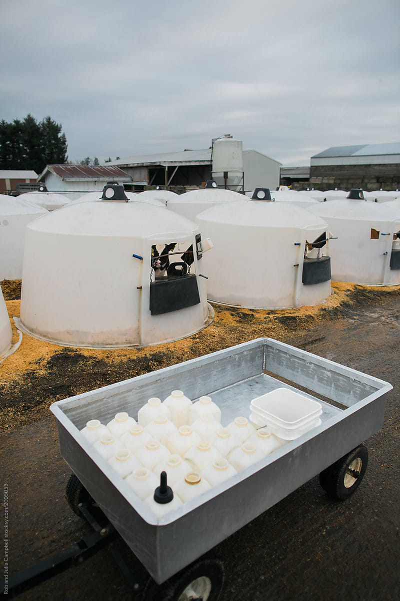 Dairy farm milk bottles for calves