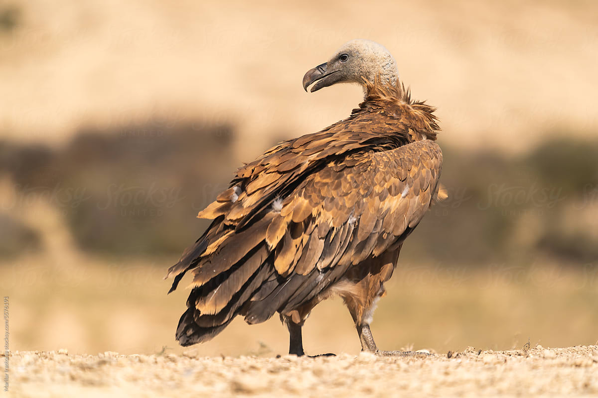 Portrait Of A Griffon Vulture In A Desert