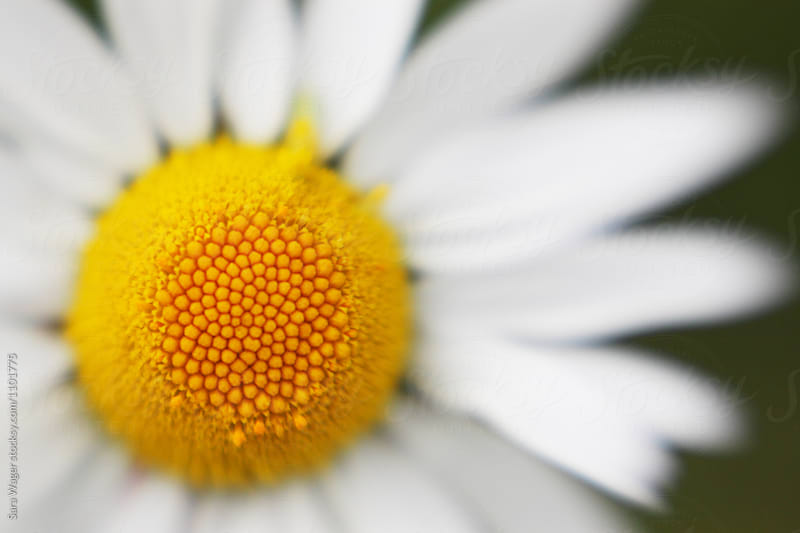 Creative focus of a daisy