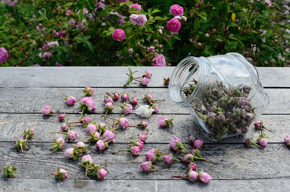 Rosebuds on the garden's table