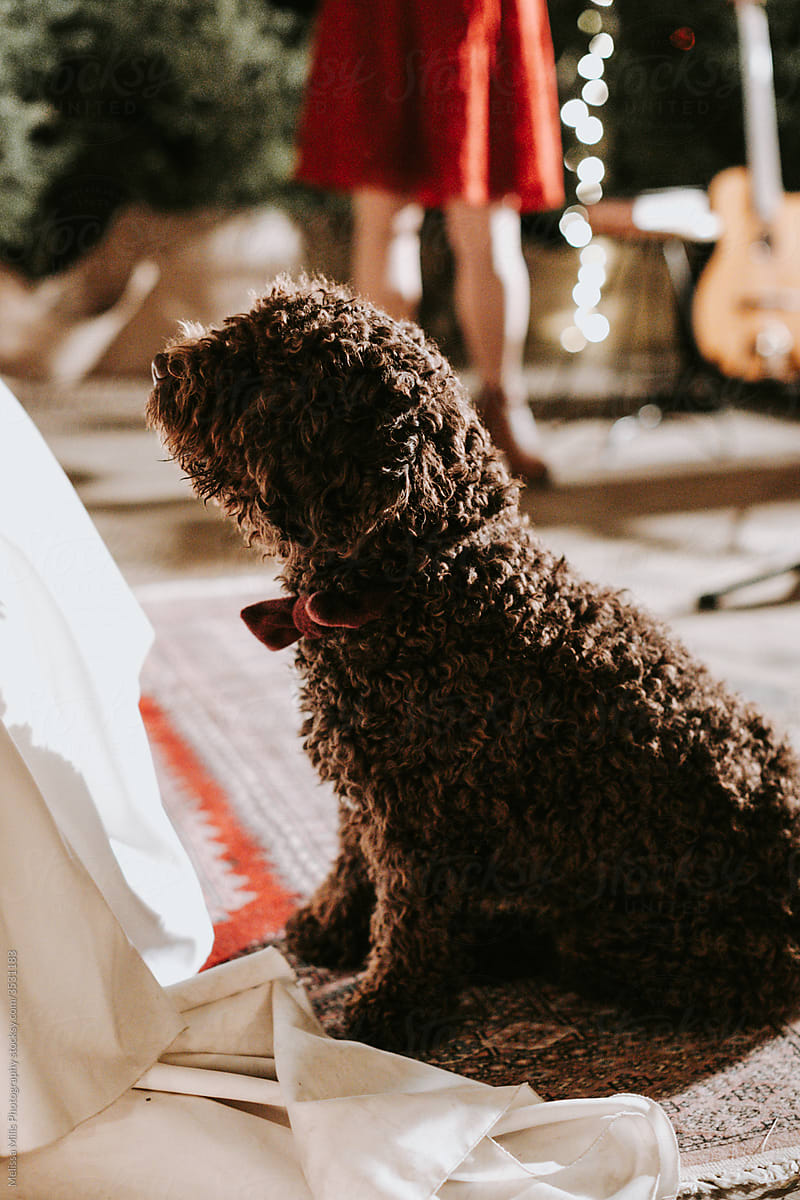 Poodle dog with red bow sitting indoors with people and string lights behind him