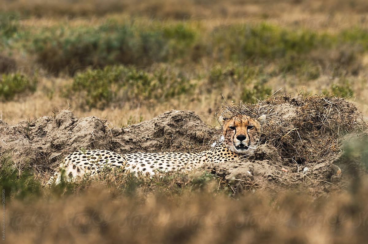 Cheetah Camouflage Africa by Stocksy Contributor Kike Arnaiz - Stocksy
