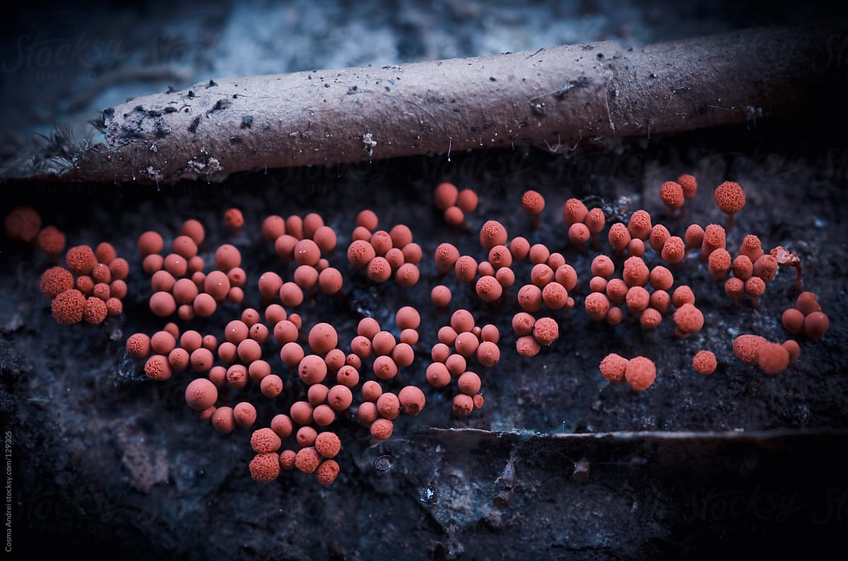 Abstract photo of strange red mushrooms on old tree wood