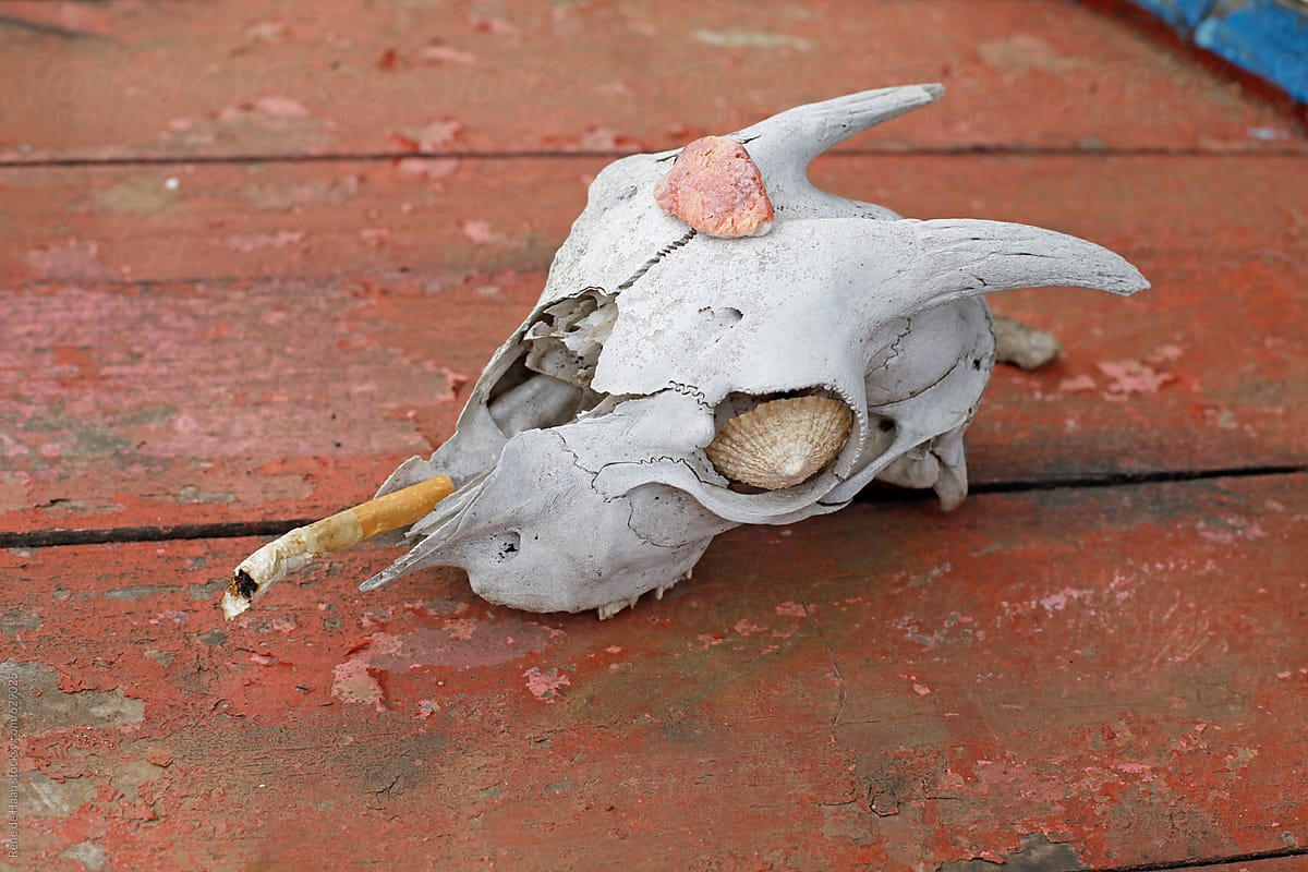 goat skull with cigarette butt